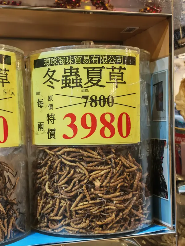 冬蟲夏草
