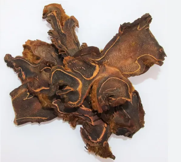 Golden Cibotium Rhizome