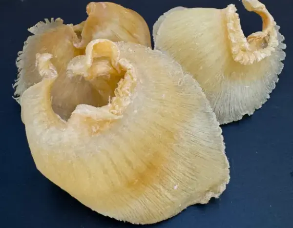 大鮑翅(600克)